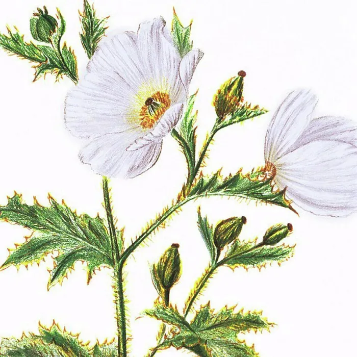 Framed Print : c. 1885 Isabella Sinclair, Pua kala flowers