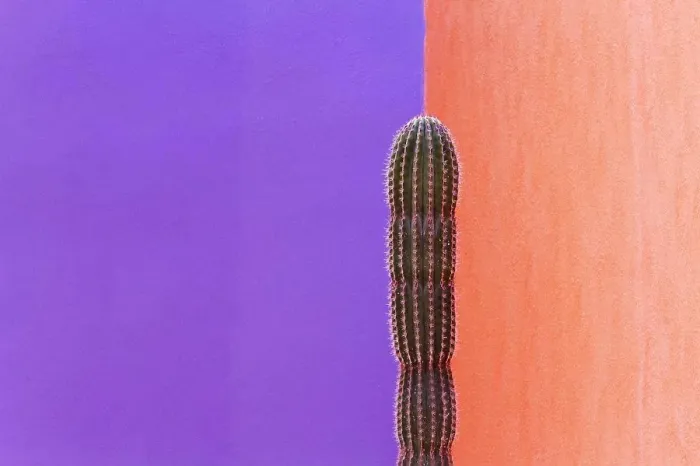 Framed Print : Cactus Against Contrasting Walls Framed Print : Cactus Against Contrasting Walls