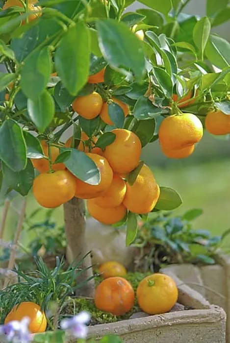 Framed Print : Calamondine (x Citrofortunella microcarpa), Berlin, 81