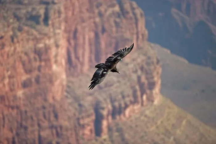 Framed Print : California Condor - in flight over canyon (Gymnogyps californianus)