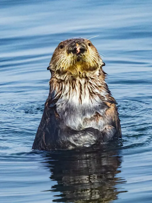 Framed Print : California Curious Southern Sea Otter (Enhydra Lutris) Framed Print : California Curious Southern Sea Otter (Enhydra Lutris)