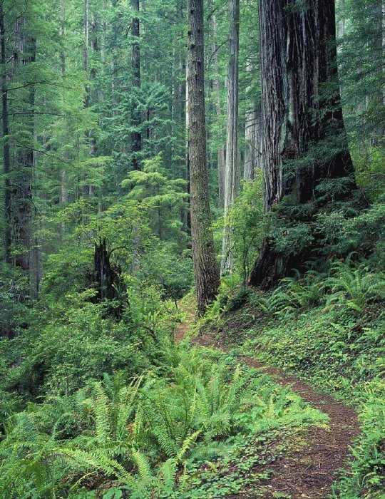 Framed Print : California, Prarie Creek Redwood State Park forest and Rhododendron Trail