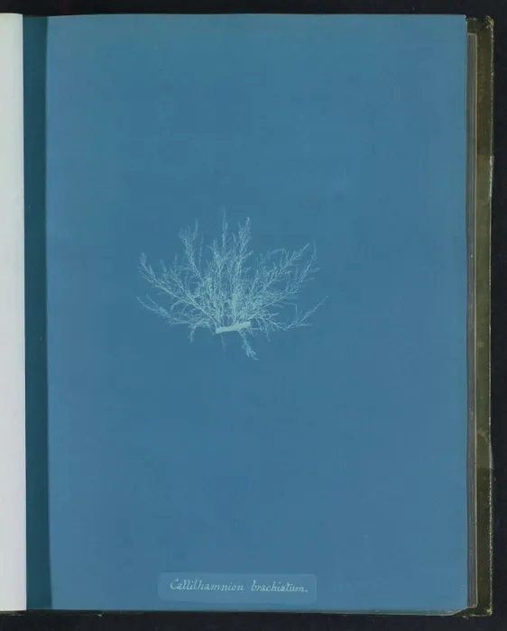 Framed Print : Callithamnion brachiat; Seaweed Framed Print : Callithamnion brachiat; Seaweed