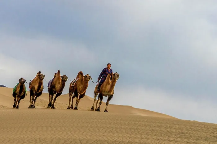 Framed Print : Camel Caravan in the Dunes. Gobi Desert. Mongolia Framed Print : Camel Caravan in the Dunes. Gobi Desert. Mongolia