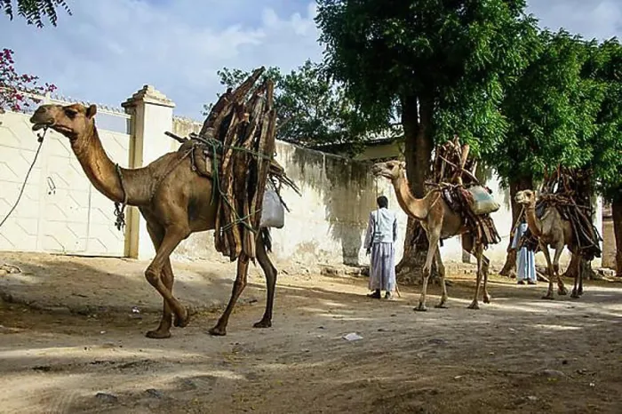 Framed Print : Camel caravan loaded with firewood walking through Keren, Eritrea, Africa Framed Print : Camel caravan loaded with firewood walking through Keren, Eritrea, Africa