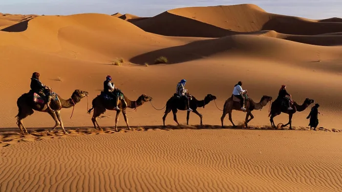 Framed Print : Camel caravan traversing golden desert dunes in the Sahara at sunset