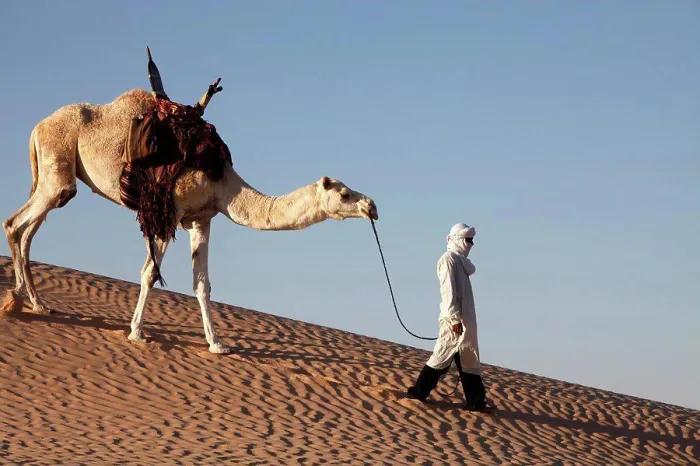 Framed Print : Camel driver in the Sahara desert, Douz, Tunisia.10 / 14 / 2011 Framed Print : Camel driver in the Sahara desert, Douz, Tunisia.10 / 14 / 2011