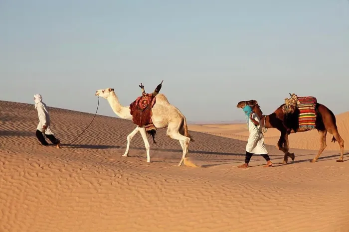 Framed Print : Camel drivers in the Sahara desert Douz. Tunisia Framed Print : Camel drivers in the Sahara desert Douz. Tunisia