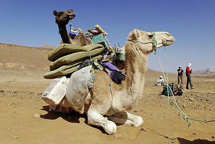 Framed Print : Camel, Mehari, Hoggar, Ahaggar, Wilaya Tamanrasset, Algeria, Sahara Desert, North Africa, Africa