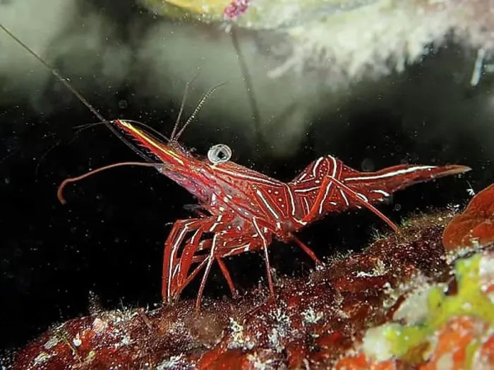 Framed Print : Camel shrimp (Rhynchocinetes durbanensis), House Reef dive site, Mangrove Bay, El Quesir, Red Sea, Egypt, Africa Framed Print : Camel shrimp (Rhynchocinetes durbanensis), House Reef dive site, Mangrove Bay, El Quesir, Red Sea, Egypt, Africa