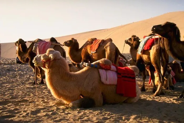 Framed Print : Camels on Goli Desert, Dunhuang, China Framed Print : Camels on Goli Desert, Dunhuang, China