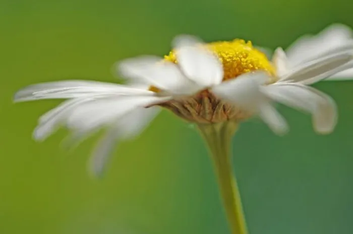 Framed Print : A camomile flower (close-up) Framed Print : A camomile flower (close-up)