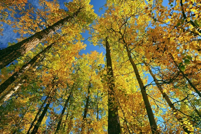 Framed Print : Canada, Alberta, Elk Island National Park. Autumn in aspen forest Framed Print : Canada, Alberta, Elk Island National Park. Autumn in aspen forest