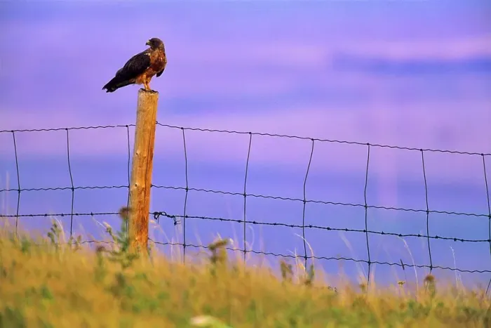 Framed Print : Canada, Alberta, Harris Hawk (Parabuteo unicinctus) perching on fence Framed Print : Canada, Alberta, Harris Hawk (Parabuteo unicinctus) perching on fence