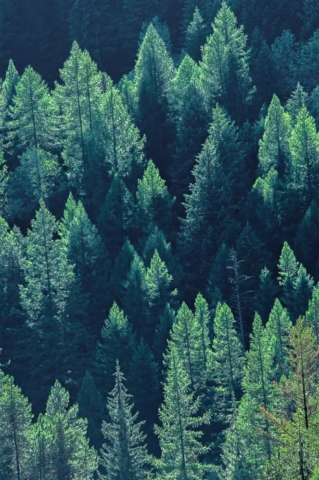 Framed Print : Canada, British Columbia. Coniferous forest on hillside of Monashee Mountains Framed Print : Canada, British Columbia. Coniferous forest on hillside of Monashee Mountains