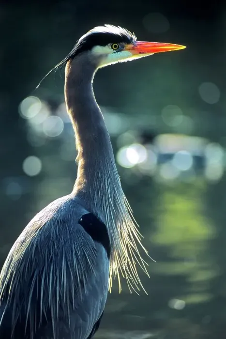 Framed Print : Canada, British Columbia, Vancouver Island Great Blue Heron (Ardea herodias) Framed Print : Canada, British Columbia, Vancouver Island Great Blue Heron (Ardea herodias)