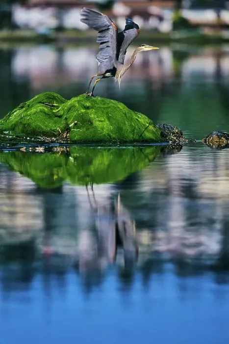 Framed Print : Canada, British Columbia, Vancouver Island Great Blue Heron (Ardea herodias) Framed Print : Canada, British Columbia, Vancouver Island Great Blue Heron (Ardea herodias)