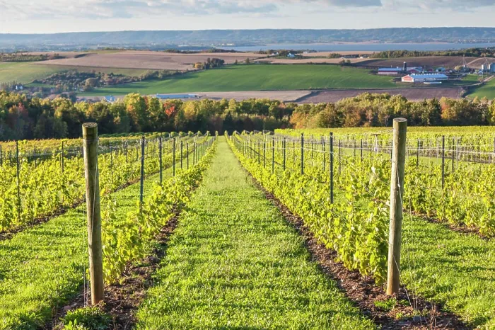 Framed Print : Canada, Nova Scotia, Annapolis Valley, Wolfville. Local vineyard