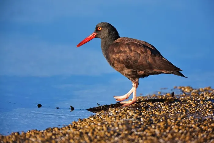 Framed Print : Canada, Vancouver island, Oystercatcher bird hunting Framed Print : Canada, Vancouver island, Oystercatcher bird hunting