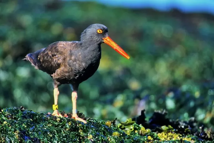 Framed Print : Canada, Vancouver island, Oystercatcher perching on stone covered with seaweed Framed Print : Canada, Vancouver island, Oystercatcher perching on stone covered with seaweed