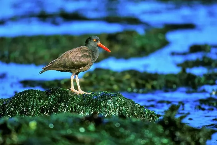 Framed Print : Canada, Vancouver island, Oystercatcher perching on stone covered with seaweed Framed Print : Canada, Vancouver island, Oystercatcher perching on stone covered with seaweed