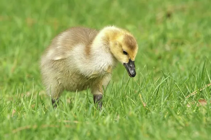 Framed Print : A Canadian Goose gosling, branta canadensis, walks in the grass at Manito Park in Spokane, Washington
