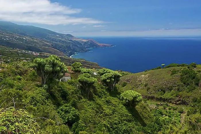 Framed Print : Canary Islands Dragon Tree (Dracaena draco), La Tosca, La Palma, Canary Islands, Spain, Europe Framed Print : Canary Islands Dragon Tree (Dracaena draco), La Tosca, La Palma, Canary Islands, Spain, Europe