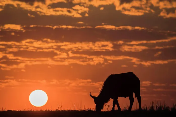 Framed Print : Cape buffalo (Syncerus caffer) at sunset, Chobe National Park, Botswana, Africa Framed Print : Cape buffalo (Syncerus caffer) at sunset, Chobe National Park, Botswana, Africa