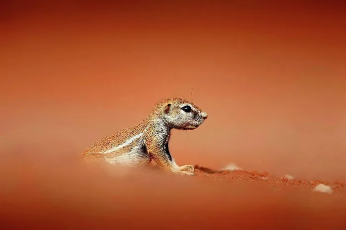 Framed Print : Cape ground squirrel Framed Print : Cape ground squirrel