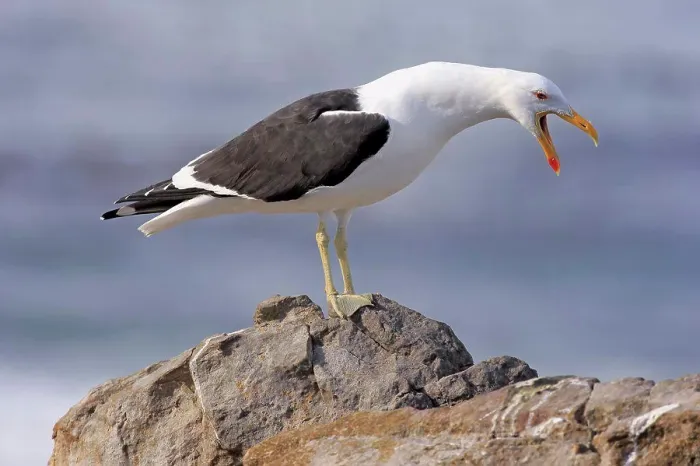 Framed Print : Cape Gull (Larus dominicanus vetula) adult Framed Print : Cape Gull (Larus dominicanus vetula) adult