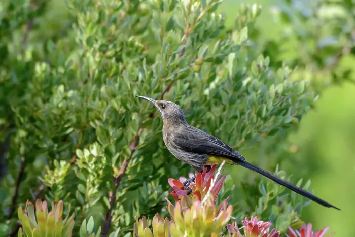 Framed Print : Cape sugarbird (Promerops cafer) Kirstenbosch Gardens Framed Print : Cape sugarbird (Promerops cafer) Kirstenbosch Gardens