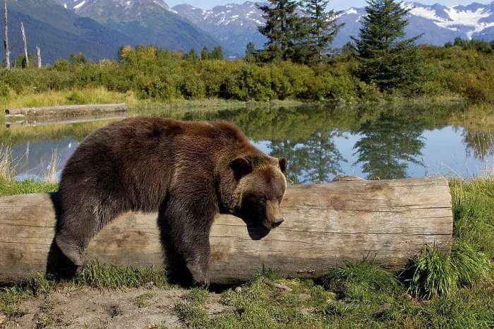 Framed Print : A captive female grizzly lies draped over a log with a pond and mountains in the background
