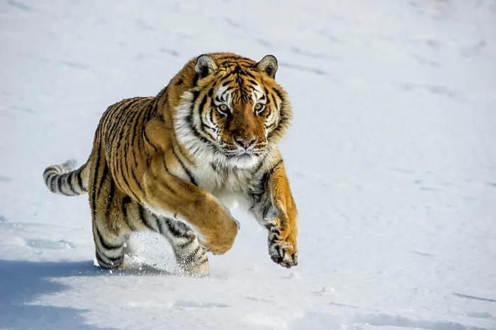 Framed Print : Captive Siberian Tiger, Panthera tigris altaica, Bozeman, Montana, USA