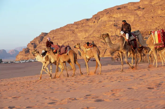 Framed Print : Caravan of camels in Wadi Rum desert Framed Print : Caravan of camels in Wadi Rum desert
