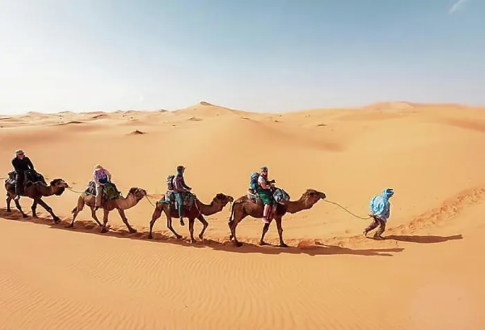 Framed Print : Caravan with dromedaries (Camelus dromedarius), sand dunes in the desert, Erg Chebbi, Merzouga, Sahara, Morocco, Africa Framed Print : Caravan with dromedaries (Camelus dromedarius), sand dunes in the desert, Erg Chebbi, Merzouga, Sahara, Morocco, Africa