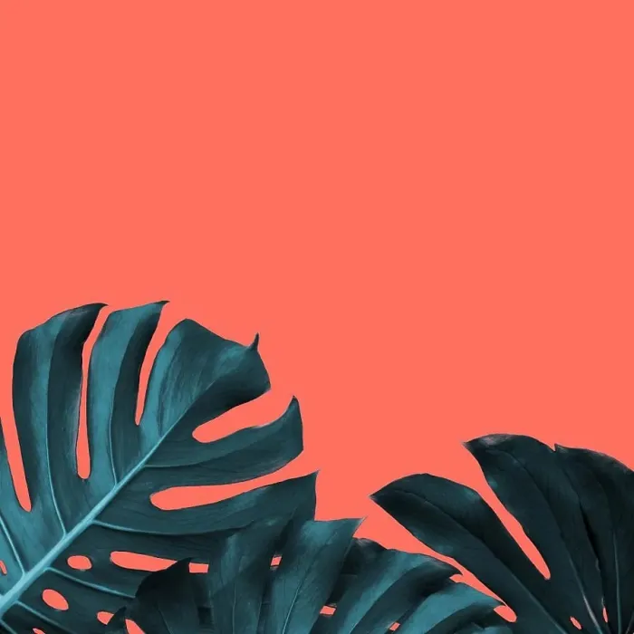 Framed Print : Card with frame of evergreen leaves of monstera on a color of the year 2019 Living Coral background