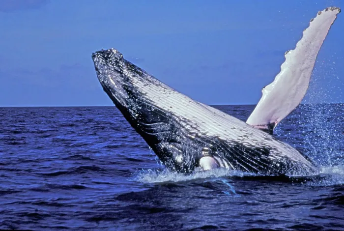 Framed Print : Caribbean, Dominican Republic. Humpback Whale breaching Framed Print : Caribbean, Dominican Republic. Humpback Whale breaching