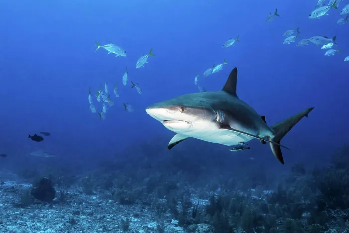 Framed Print : A Caribbean reef shark and a school of fish, Grand Cayman, Cayman Islands Framed Print : A Caribbean reef shark and a school of fish, Grand Cayman, Cayman Islands