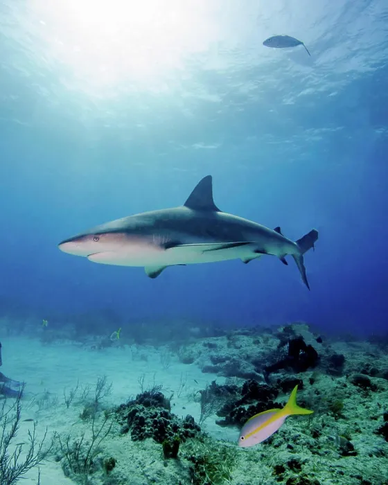 Framed Print : Caribbean reef shark under sunrays, Tiger Beach, Bahamas