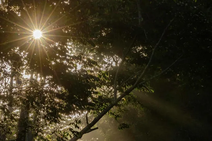 Framed Print : Caribbean, Tobago. Sunstar rays in misty forest