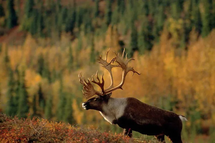 Framed Print : Caribou walks up Hillside Denali NP Interior AK Fall / nVelvet on antlers