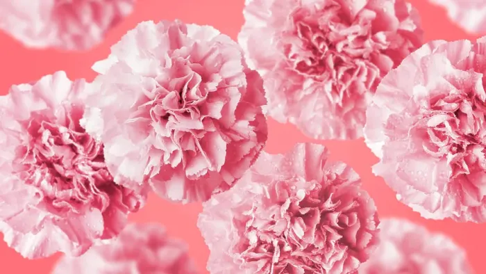 Framed Print : Carnation flowers on coral color background Framed Print : Carnation flowers on coral color background