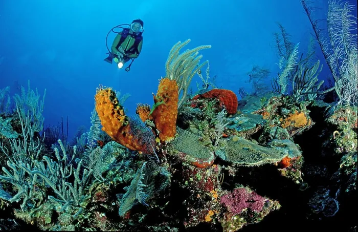 Framed Print : Carribbean reef and scuba diver Framed Print : Carribbean reef and scuba diver