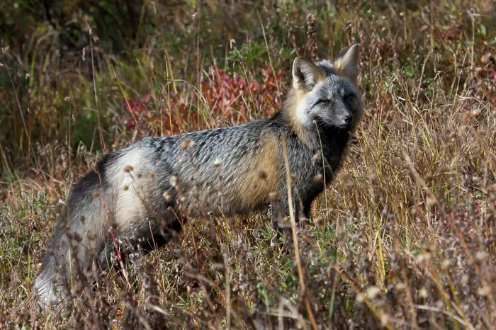 Framed Print : Cascades Red Fox