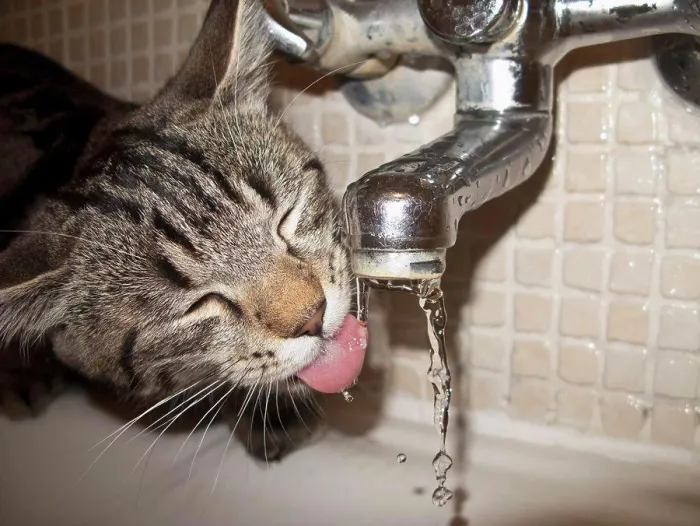 Framed Print : Cat drinking water from faucet Framed Print : Cat drinking water from faucet