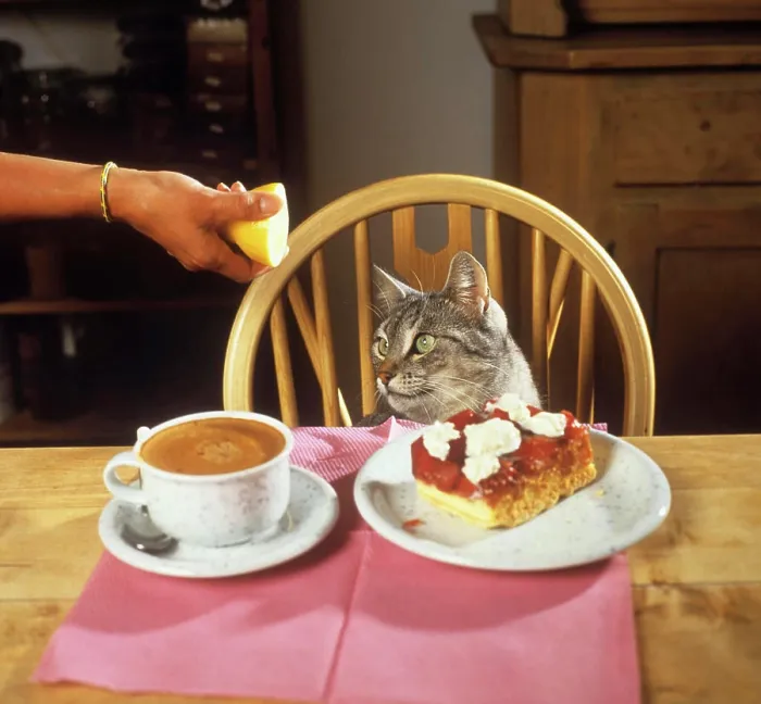 Framed Print : cat education - using a lemon Framed Print : cat education - using a lemon