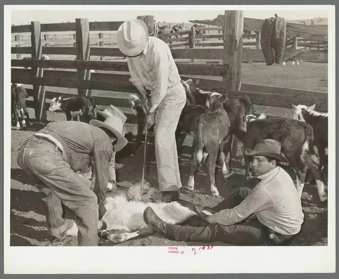 Framed Print : Cattle branding scene. Ranch near Marfa Framed Print : Cattle branding scene. Ranch near Marfa