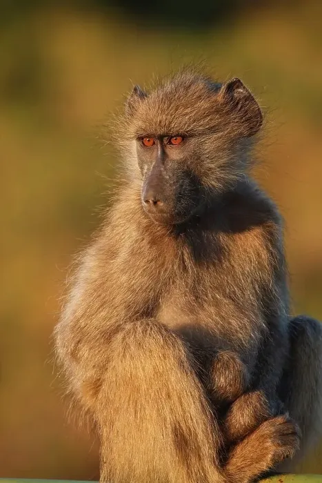Framed Print : Chacma Baboon Papio ursinus}. Kruger National Park Framed Print : Chacma Baboon Papio ursinus}. Kruger National Park