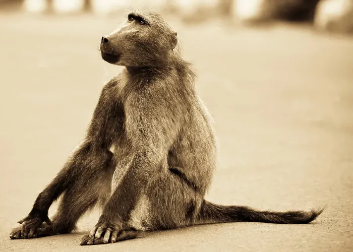Framed Print : Chacma baboon (Papio ursinus), Timbavati Game Reserve