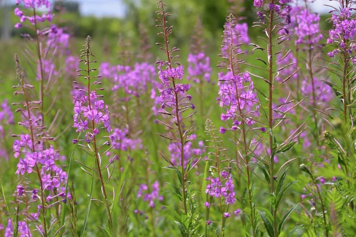 Framed Print : Chamaenerion angustifolium - Fireweed blooms profusely in the field Chamaenerion angustifolium - Fireweed blooms Framed Print : Chamaenerion angustifolium - Fireweed blooms profusely in the field Chamaenerion angustifolium - Fireweed blooms